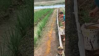 Amazing frog farming 😱 #satisfying #farming #shortsviral