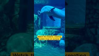 Dolphin making bubble rings#interestingfacts #animalshorts #dolphin#shorts