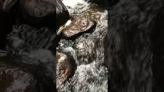 hidden waterfalls galle Sri lanka, we visit this place on my vacation time. travel Sri lanka#shorts