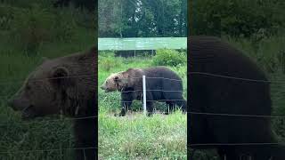 Does a Bear Sh!+ in the Woods? #shorts #bear #short