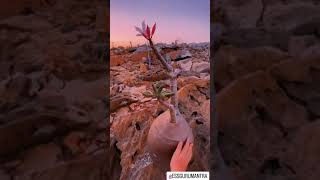 Yemen's biodiversity crown is Socotra Island.     #essgurumantra