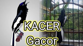 Gacor banget burung kacer ini tiada lawan