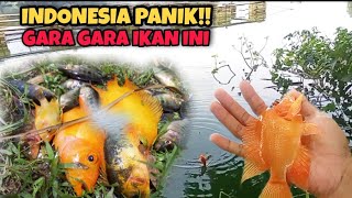 INDONESIA PANIK..!! GARA GARA IKAN INI NELAYAN RESAH || MANCING IKAN RED DEVIL DI DANAU NYIMPLUNG