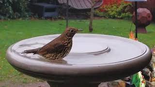 Now Resident Song Thrush Takes His/Her First Bath - at Dusk!