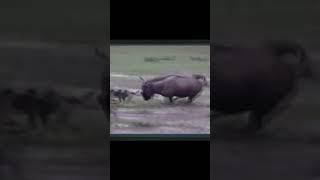 wildebeest kills wild dogs