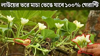 একটি লাউও আর নষ্ট হবে না | Bottle Gourd 1g 2g 3g cutting and result | লাউ চাষ পদ্ধতি