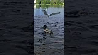 Seagulls eating