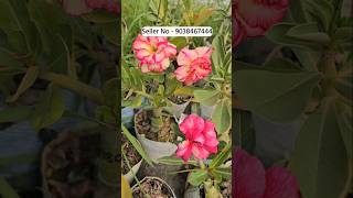 Adenium flower plant nursery kolkata muchisha wholesale market