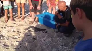 Bébés tortues vertes à La Réunion