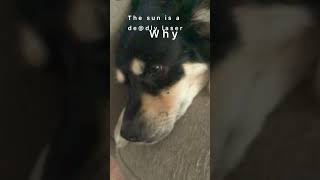 Go outside! #gerberianshepsky #dog #animalmeme #puppy #dogmeme #cute #sweetpuppy #meme #aurora