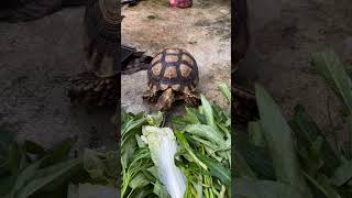 Gacu sulcata kura yang lagi viral part 46 #shorts #animals