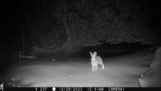 snowshoe hare makes tracks Dec2023