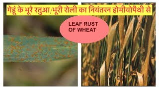 Homeopathic Management of BROWN RUST/ LEAF RUST of Wheat गेहूं का भूरा रतुआ का इलाज होमीयोपैथी से