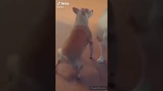 animales divertidos, animales graciosos, perros, gatos, ovejas #SHORTS