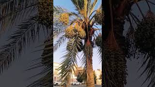 The Saudi National Fruit(Dates) TAMAR