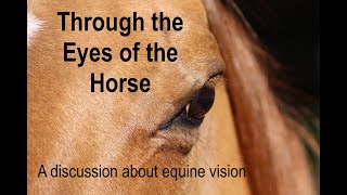 Through the Eyes of the Horse  - with Kim Hallin