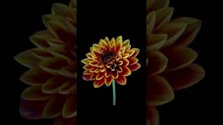 Fantastic Flowers 2 (Timelapse) #shorts