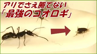 蟻戦争Ⅲ＃206 凶暴なアリでも倒せない「最強のコオロギ」。編～Cricket living with ants～