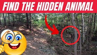 Find Hidden Animal #12