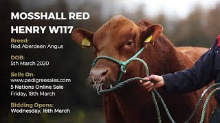 MOSSHALL RED HENRY W117 - Red Aberdeen Angus - Pedigree Sales Online Auction