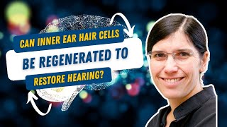 Can inner ear hair cells be regenerated to restore hearing?