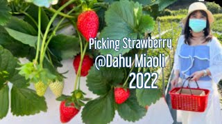 Strawberry Farm|Picking Yummy Strawberries in Dahu Miaoli|Travel 2022