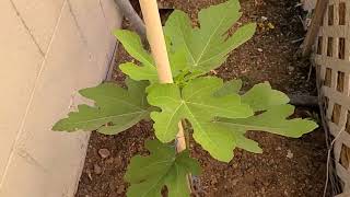 plantando los arboles que saque de coditos y fertilizandolo para que pronto de frutos