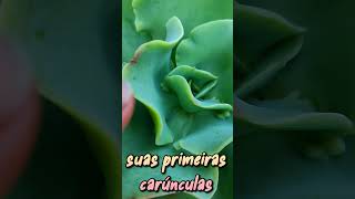 Echeveria Lemon Rose e suas primeiras carúnculas #echeverialemonrose