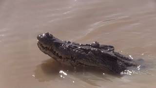 The Spectacular Jumping Crocodile Cruise, Darwin NT