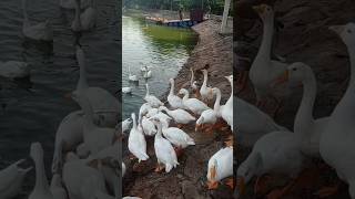 Cute Ducks Wants Food😍#shorts #short #ytshort