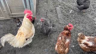 Successfully Integrating New Chickens into Your Flock - Tips and Tricks