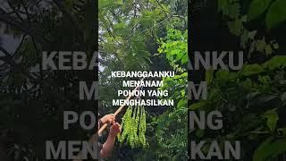 KEBANGGAANKU MENANAM POHON YANG MENGHASILKAN#SHORTS