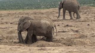 Elephants around the watering hole figuring things out