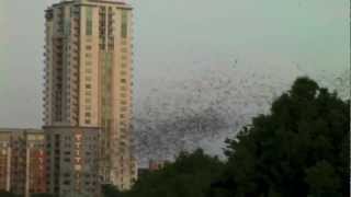 2 MILLION BATS Austin Texas