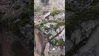 Forest and Cliff Face in miniature #nature #calming #listen #hikinginvictoria #shorts