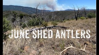 Arizona Shed Hunting 2020: June 19th & 20th