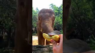 [Mr. Tapir] I Have Great Teeth