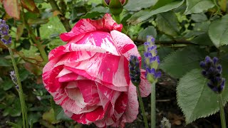 Lavendel und Rosen