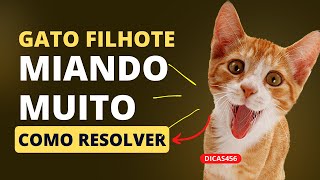 Dica pet : FILHOTE DE GATO MIANDO MUITO, O QUE FAZER