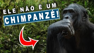 O ANIMAL VIVO COM DNA MAIS PRÓXIMO DO SER-HUMANO🐵