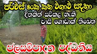 කහ වගාවටම ගැලපෙන  ජලසම්පාදන පද්ධතිය.Termeric cultivating