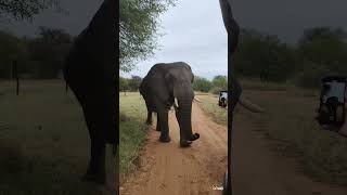 🔥 Pocas sensaciones igualan a la experiencia de un safari 🐘