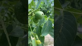 That’s just walnuts! #moldova #dordemoldova #follow #walnut #walnuttree #knowtrees #curious