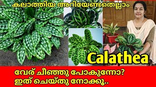 Calathea Complete Plant Care and Propogation Method || Powerful Potting Mix ||Best Indoor plant|salu