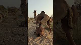 Maiting With patner الجمال الجمل #animals #الجمال #الجملَ #desert #viral