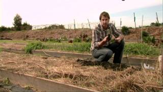 Planting strawberry runners