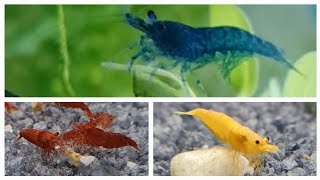 Neocaridina shrimp care guide - yellow shrimp, red cherry shrimp, blue shrimp, feeding and breeding