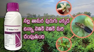 Syngenta Volium Targo || మిరపలో నల్ల తామర పురుగును అరికట్టే కొత్త మందు || TFS Sagubadi #suryabhaskar