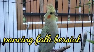 pancingan suara burung falk