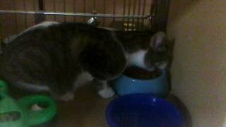 Cat eating food